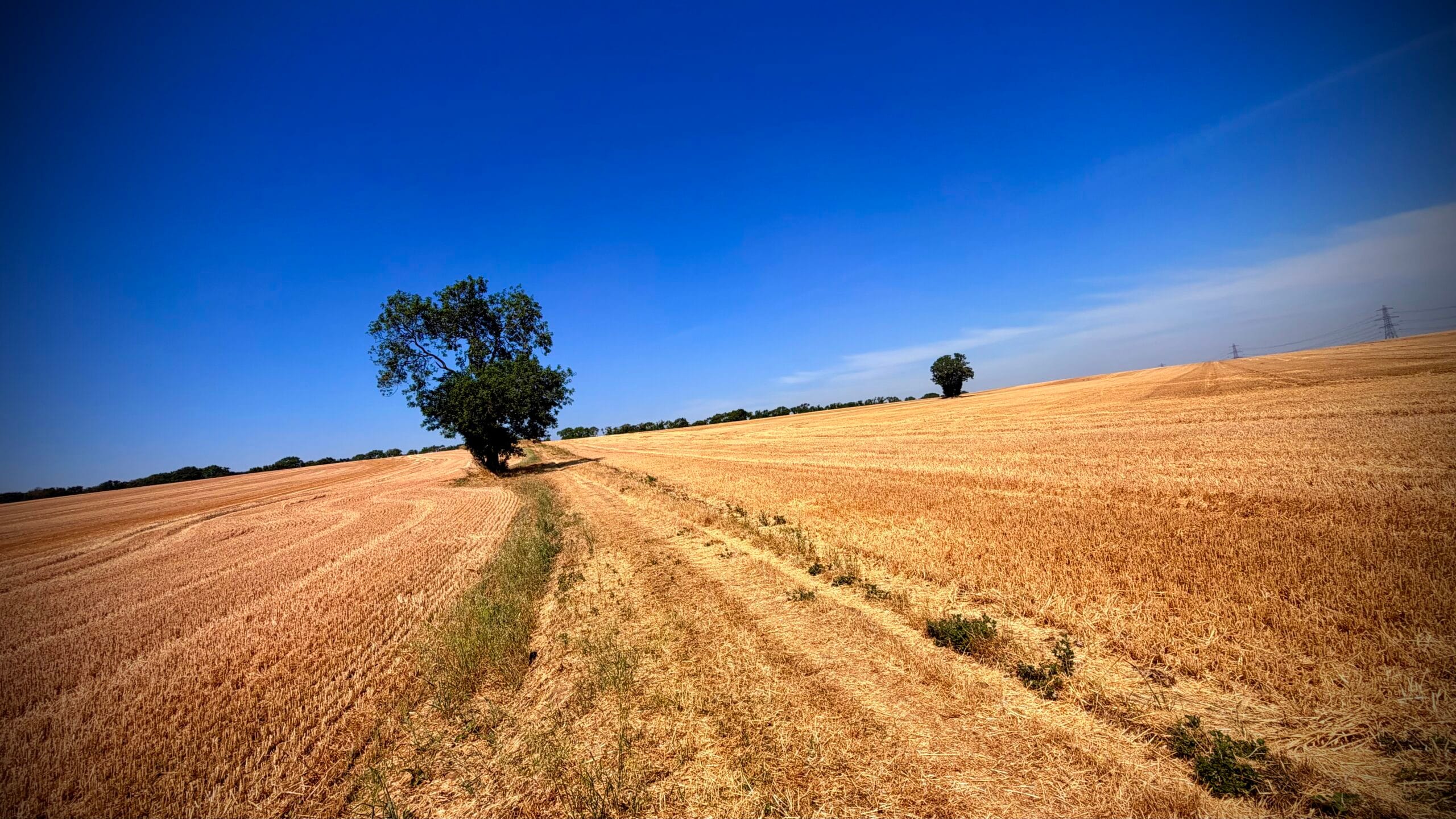 A field near home